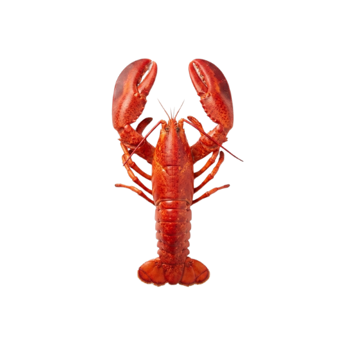Boston Lobster